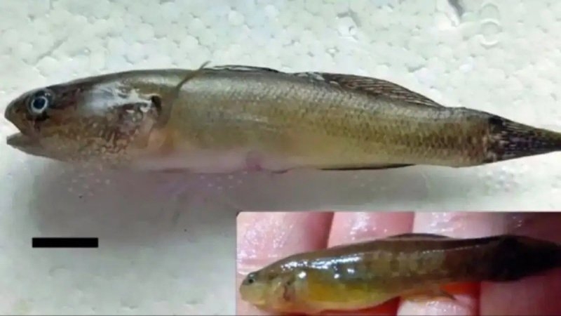 Alerta en el r&iacute;o Negro: apareci&oacute; un pez ex&oacute;tico y los especialistas advierten sobre da&ntilde;os irreversibles
