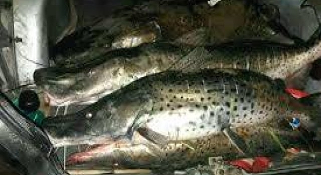 Refuerzan los controles y fiscalización de la pesca deportiv