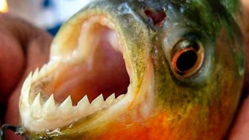 Ataque de palometas en el Paran&aacute;: una nadadora sufri&oacute; mordeduras mientras entrenaba en Rosario