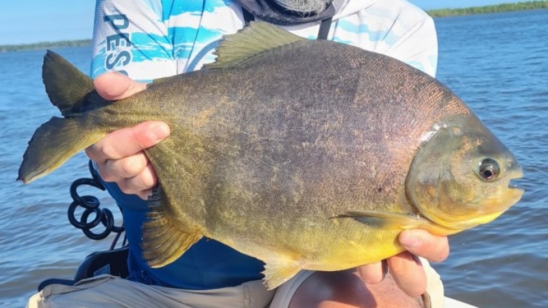 Esc&aacute;ndalo en la Fiesta del Pac&uacute;: un error en la medici&oacute;n desat&oacute; conflicto por la pieza mayor.