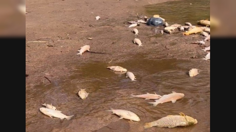 Peces muertos río Carcarañá