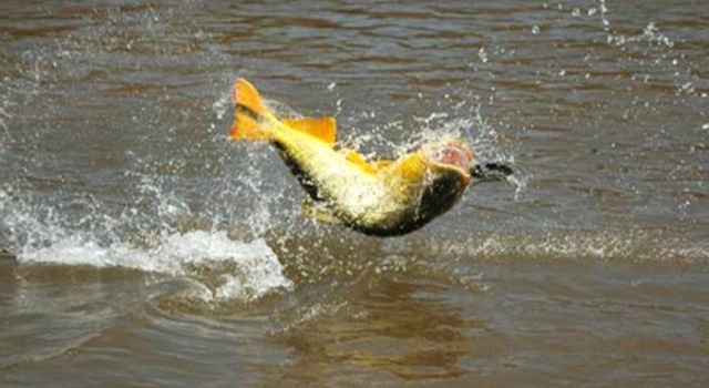 Surubí y dorado: aplicarán importantes multas para combatir la pesca furtiva