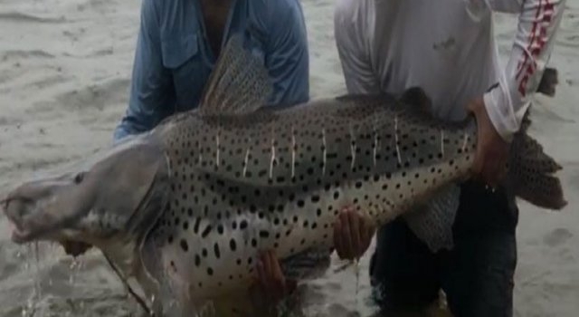 Pescadores chaqueños atraparon un surubí de 80 kilos