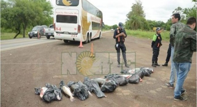 Incautaron 180 kilos de surubí en un colectivo de línea