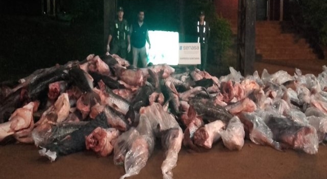 Incautaron seis mil kilos de surubí en la ruta 12