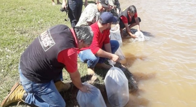 Ayolas: Realizan siembre de peces en el Río Paraná