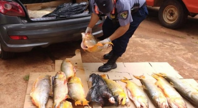 San José: llevaba pescado ilegalmente, intentó coimear a policías y terminó preso