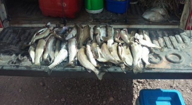 En operativo de pesca fueron decomisadas 75 truchas