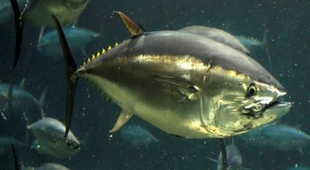 Hallán un atún de dos metros en una playa escocesa