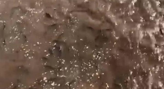 Pescadores disfrutaron del espectáculo único del desove de miles de sábalos