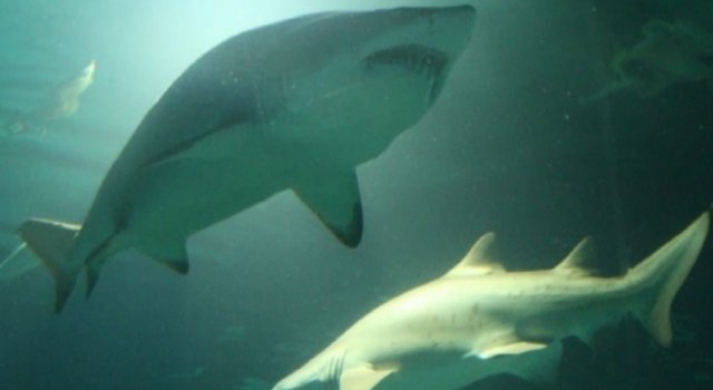 La pesca de tiburones amenazados en nuestras costas