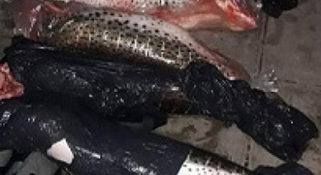 La Policía incautó 100 kilos de pescados en la Terminal de Resistencia