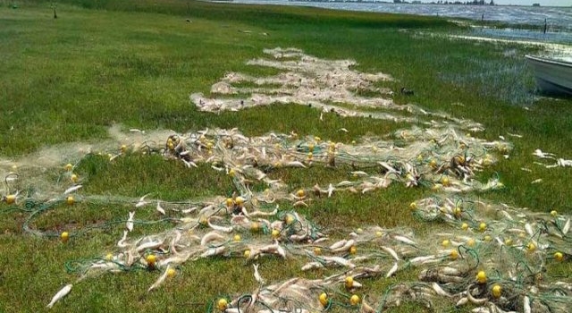 Pesca clandestina: secuestran cerca de 700 kilos de pejerrey