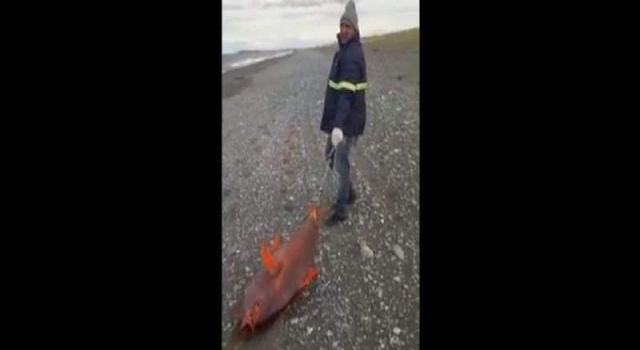 Capturaron un pez gigante al norte de Río Grande