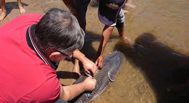 Desde la UNNE instan a pescadores deportivos a colaborar con el marcado de la pesca