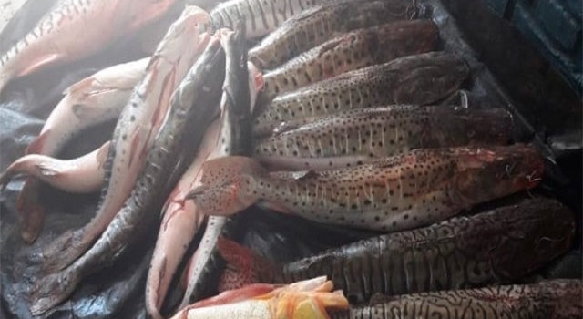 Incautan en comercios de Paraná pescados fuera de la medida reglamentaria