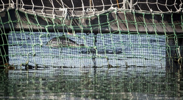 Chubut tomará muestras de peces en ríos tras la fuga de salmones