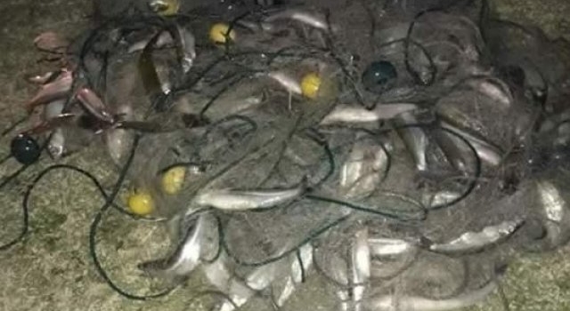 Pesca furtiva: secuestran 100 kg de pescado enmallado