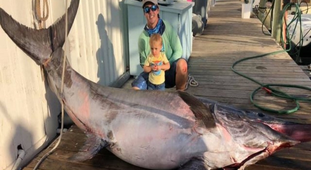 Capturaron un pez espada de 350 kilos y su tamaño es impresionante