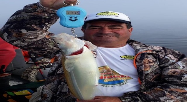 Los grandes matungos de la laguna La Tigra, en Tres Arroyos