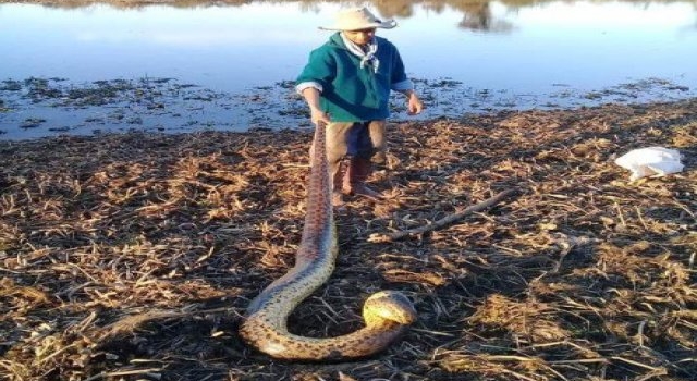 De terror: fueron a pescar y se encontraron con una anaconda amarilla de película