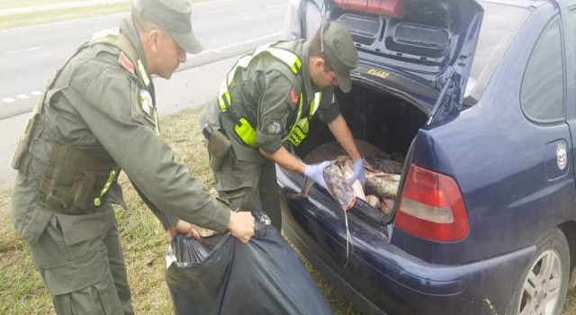 SENASA decomisó 140 kilos de pescado en San Nicolás