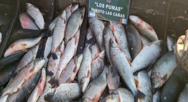 Fuerte operativo de Los Pumas en Tostado, y otras localidades por caza de mulitas y pesca indiscriminada