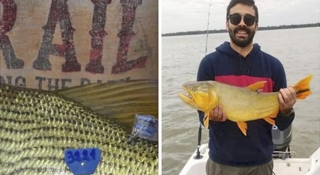 Recapturan un dorado marcado en el río Paraná