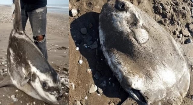 Un extraño pez apareció en Pehuen Co