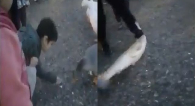 Un gran pez salió del agua y sorprendió a chicos en el Laguito del Parque