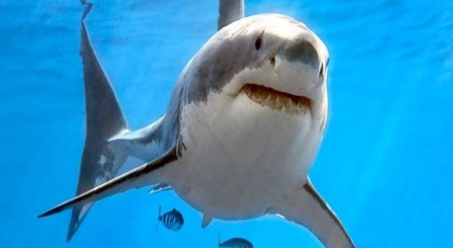 Embarcación es arrastrada por un tiburón blanco que mordió su anzuelo