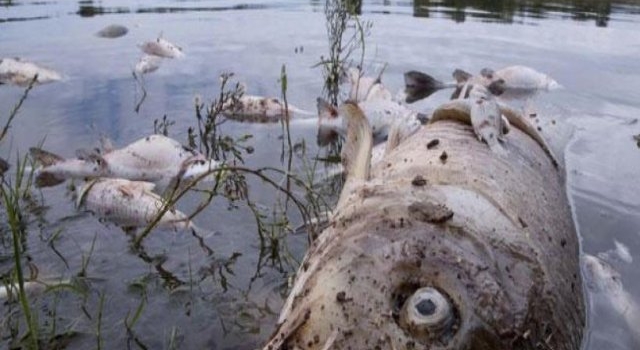 “Estaban boqueando por no morir”: ¿Qué está matando a los peces del río Gastona?