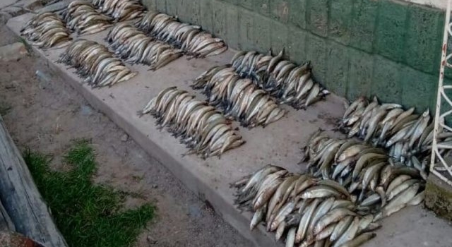 Sigue la pesca a pesar de la veda: incautaron 1300 pejerreyes en Moldes