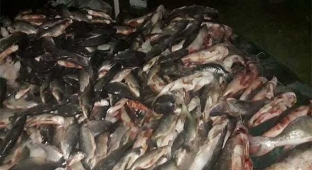 Pescadores de Alto Verde regalaron mercadería por falta de ventas