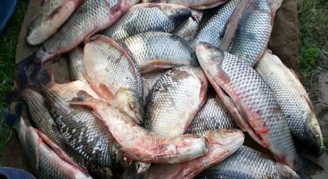 Quedó habilitada la pesca de sábalo en territorio bonaerense