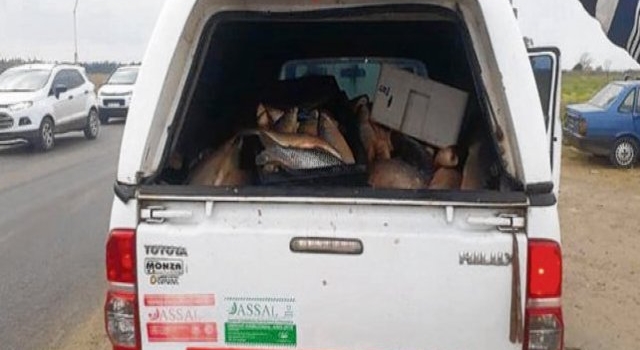 Interceptan 1.400 kilos de pescado no apto