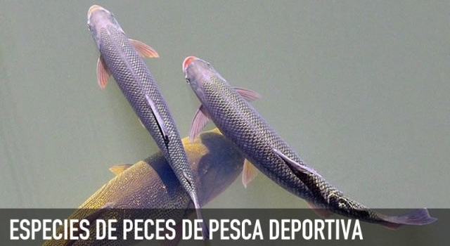 Relanzamiento sección Especies de Peces de Pesca Deportiva