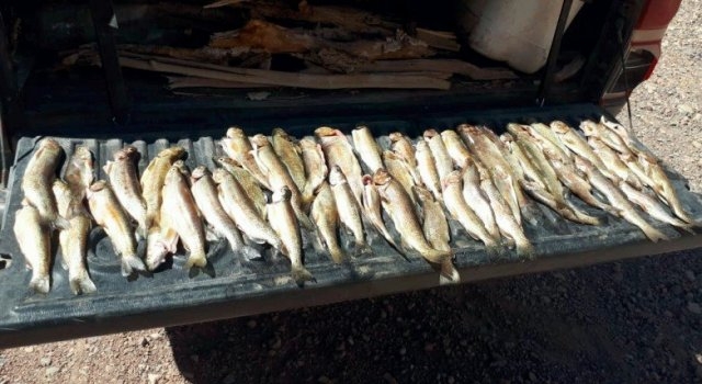 En operativo de pesca fueron secuestradas 130 truchas