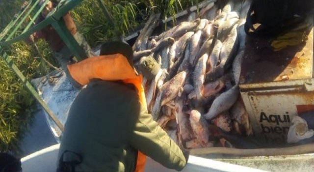 Secuestraron 1650 piezas de pescados depredados en Arroyo Leyes