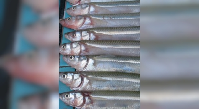 Reglamento de pesca deportiva de la Provincia de Buenos Aires