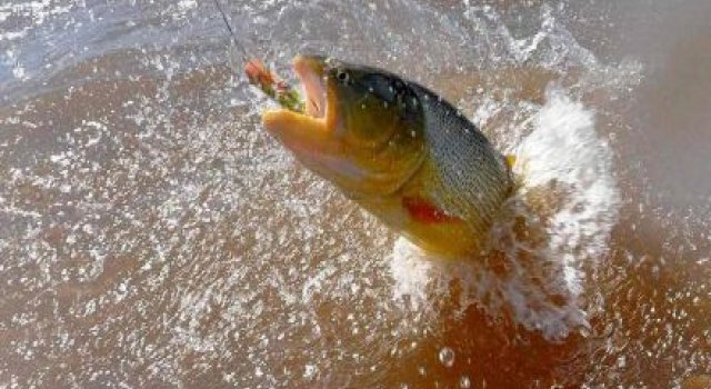 Todo listo para la gran Pesca del Dorado con Devolución en la Isla del Cerrito
