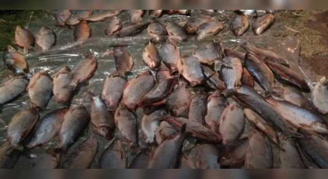 Decomisaron pescados en Loreto