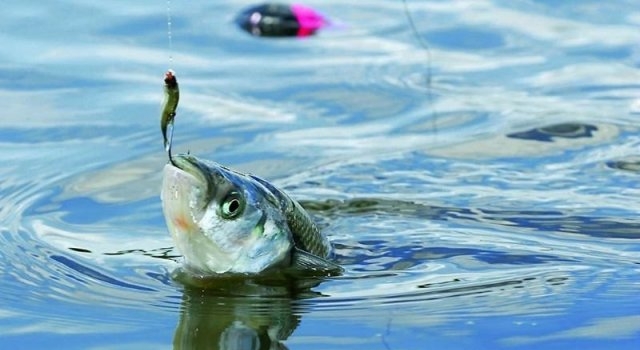 Catamarca: La pesca deportiva presentó protocolo