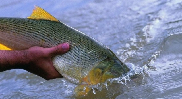 Habilitan la pesca deportiva en Chaco desde el 24 de julio