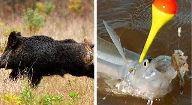 Suspendieron la temporada de caza y pesca deportiva en La Pampa