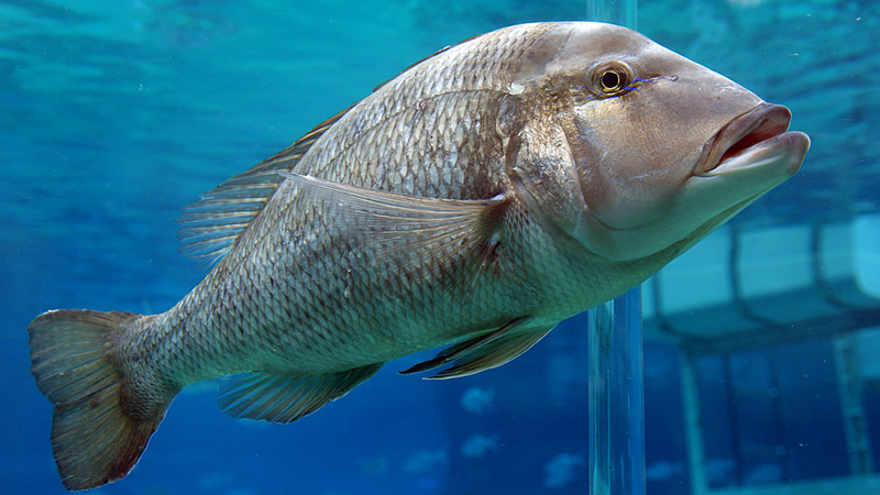 Pesca de Mero (Acanthístius brasilíamis)